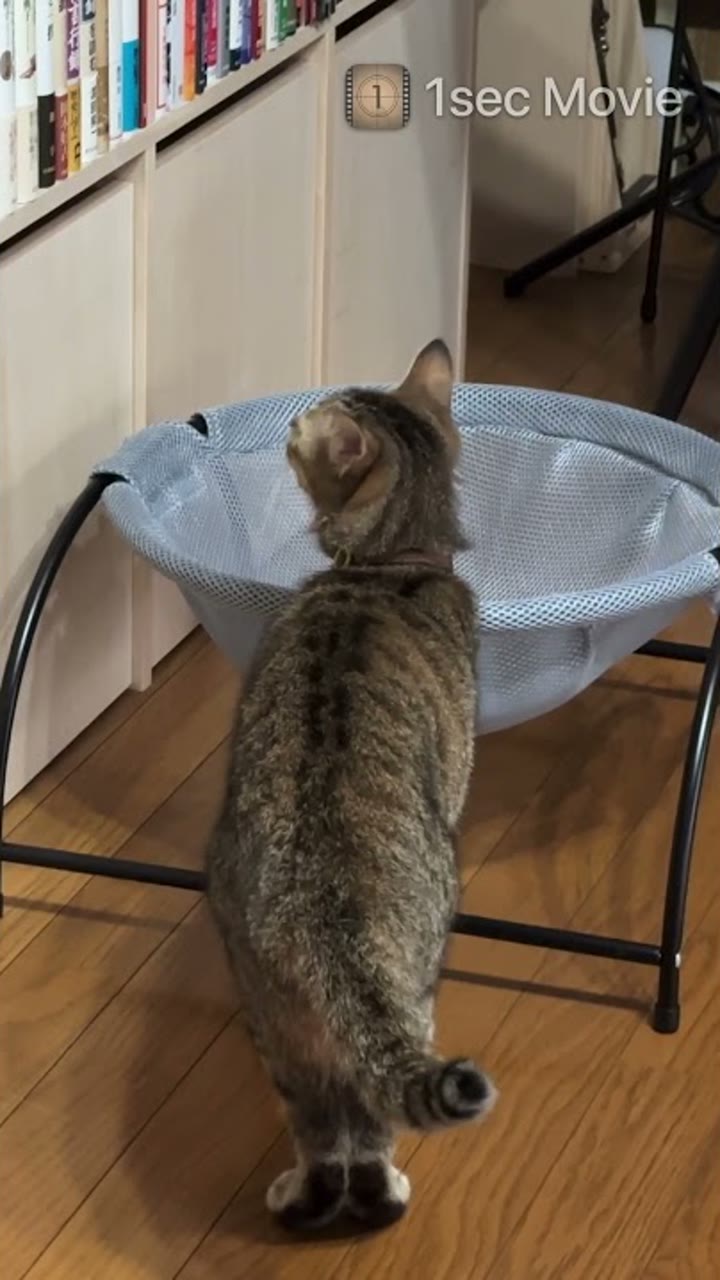 猫を映した縦長サンプル動画の静止画